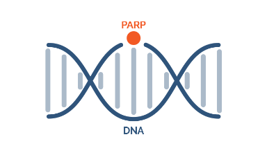 PARP Is a Protein That Helps Cells Survive and Grow, Including Cancer Cells