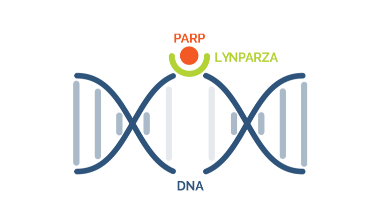 LYNPARZA® (olaparib) Mechanism of Action